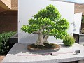 Botanical Gardens 2010 0520